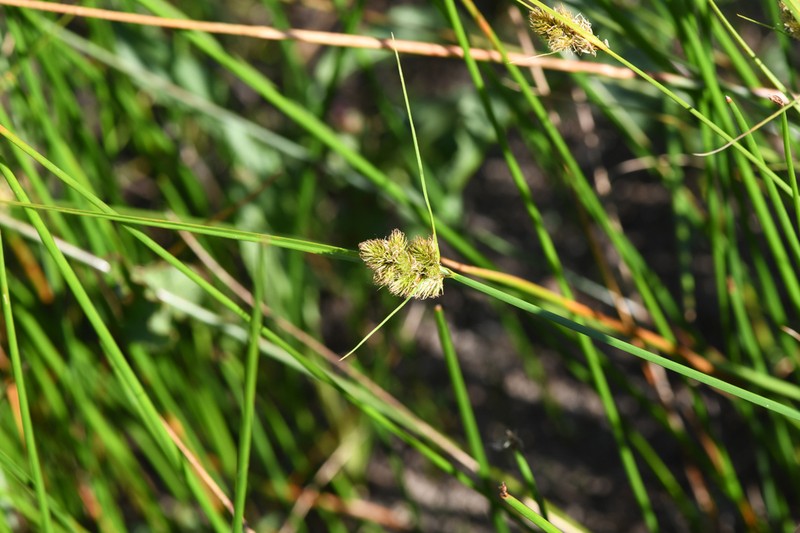 Lateral Sedge photo 6