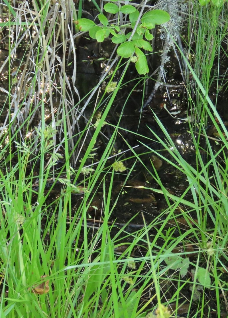 Lateral Sedge photo 7