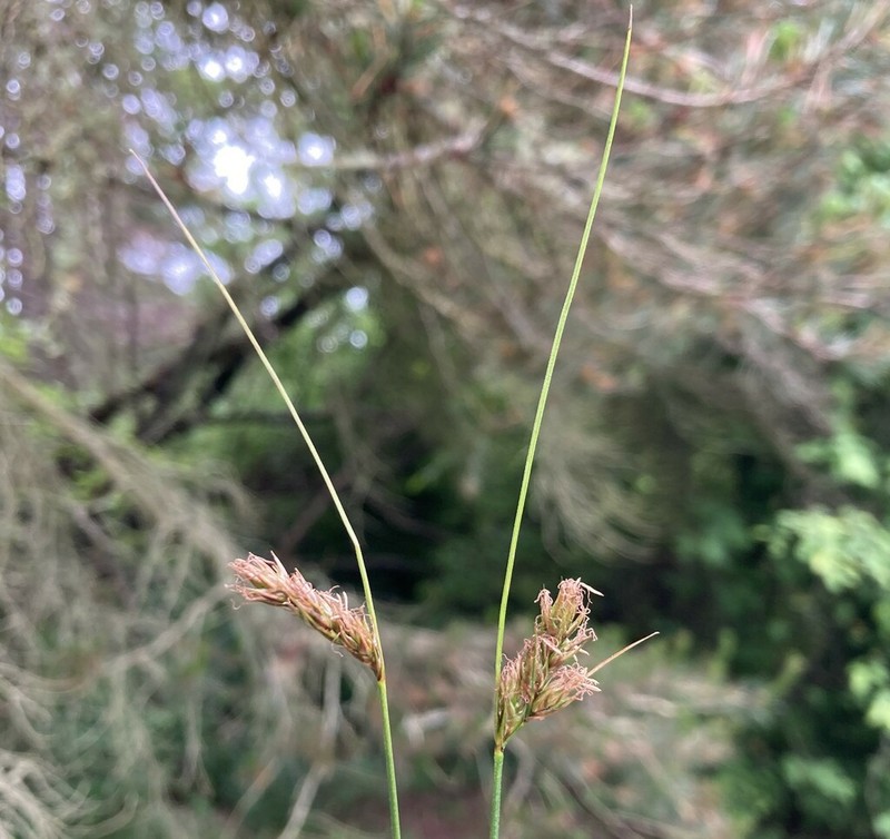 Lateral Sedge photo 8