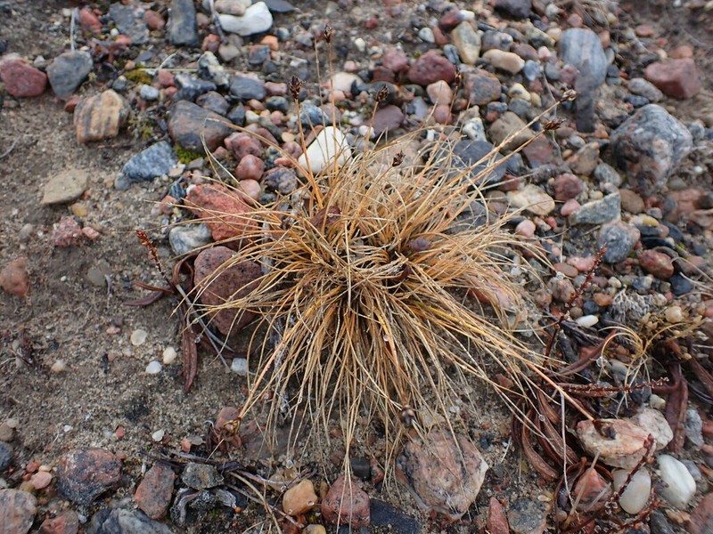 Bear Sedge