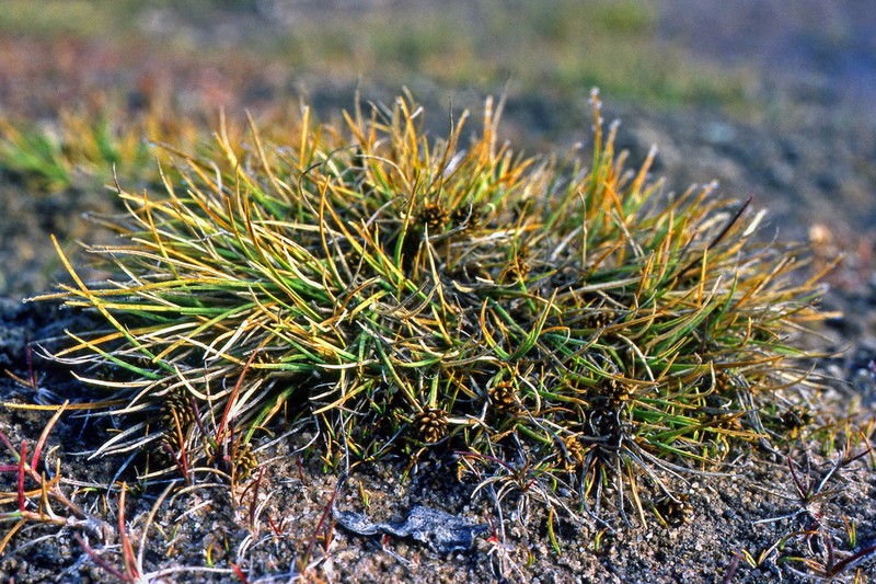 Bear Sedge photo 2