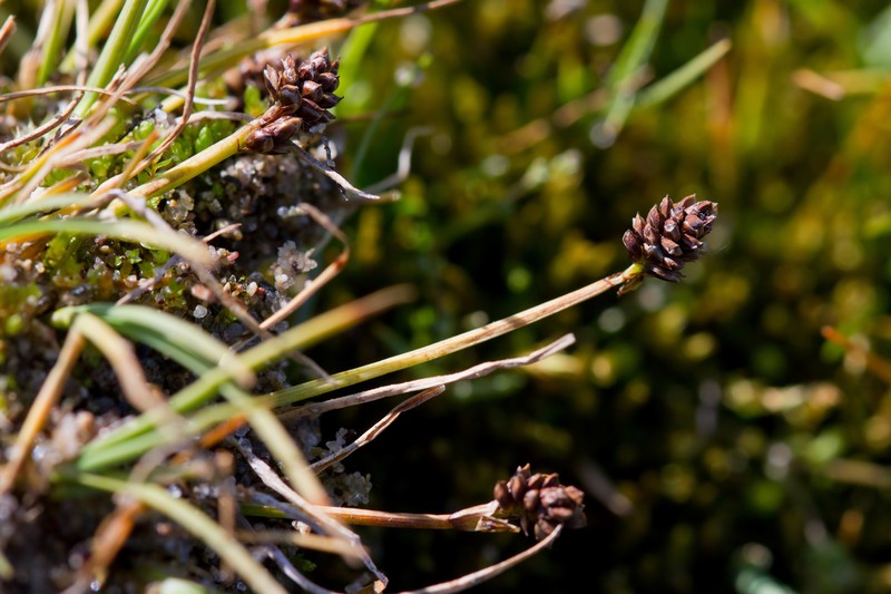 Bear Sedge photo 3