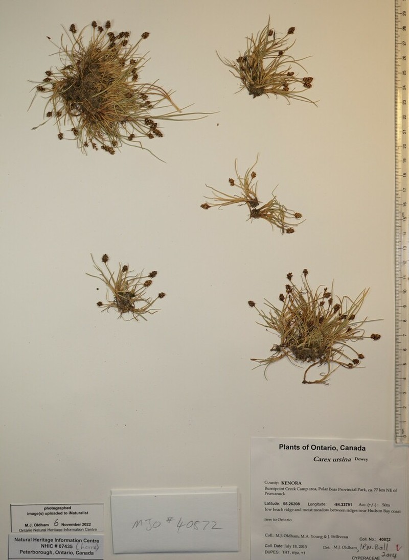 Bear Sedge photo 5