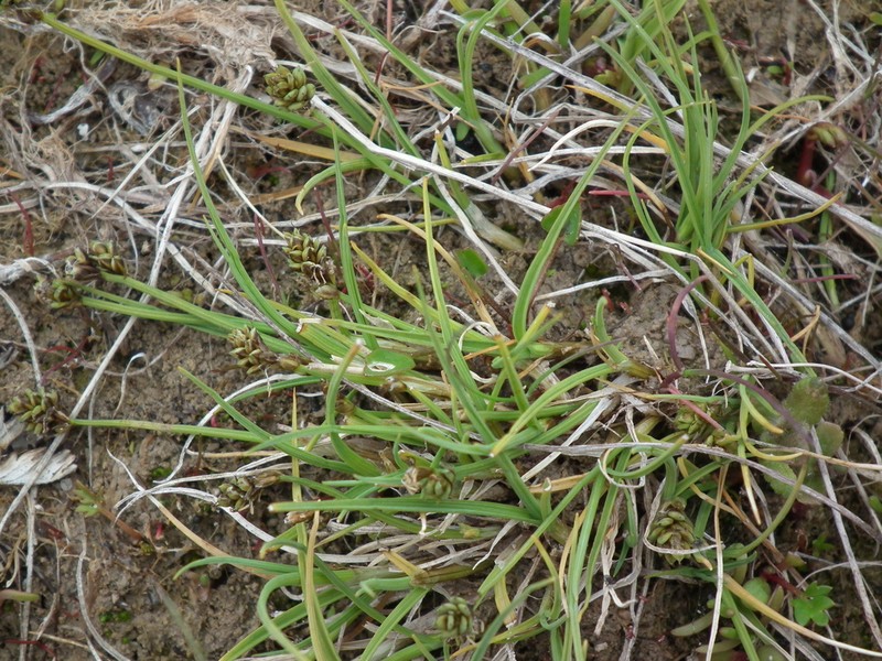 Bear Sedge photo 6