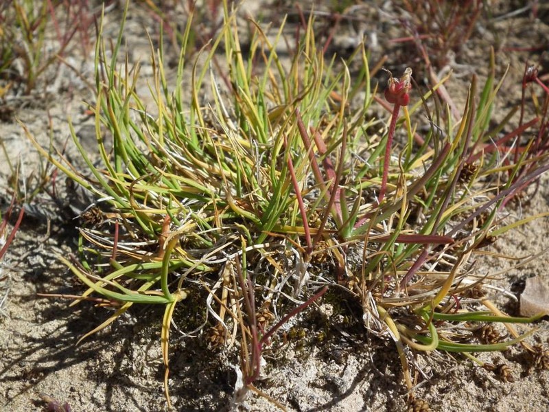 Bear Sedge photo 7