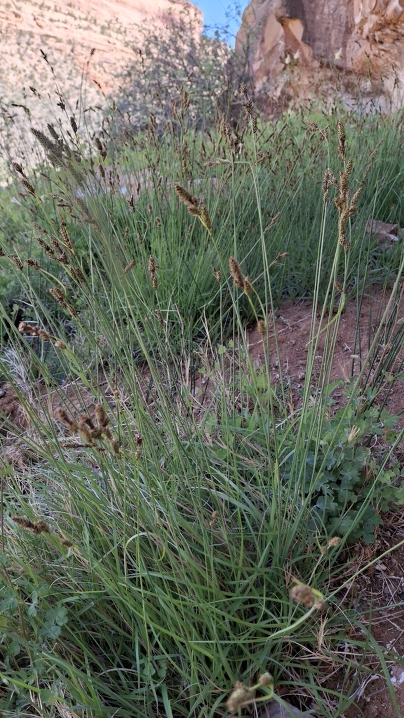 Carex utahensis
