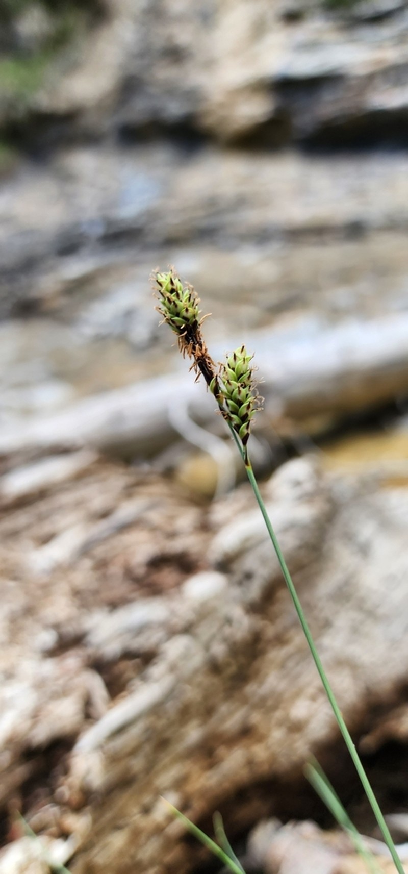 Carex utahensis photo 3