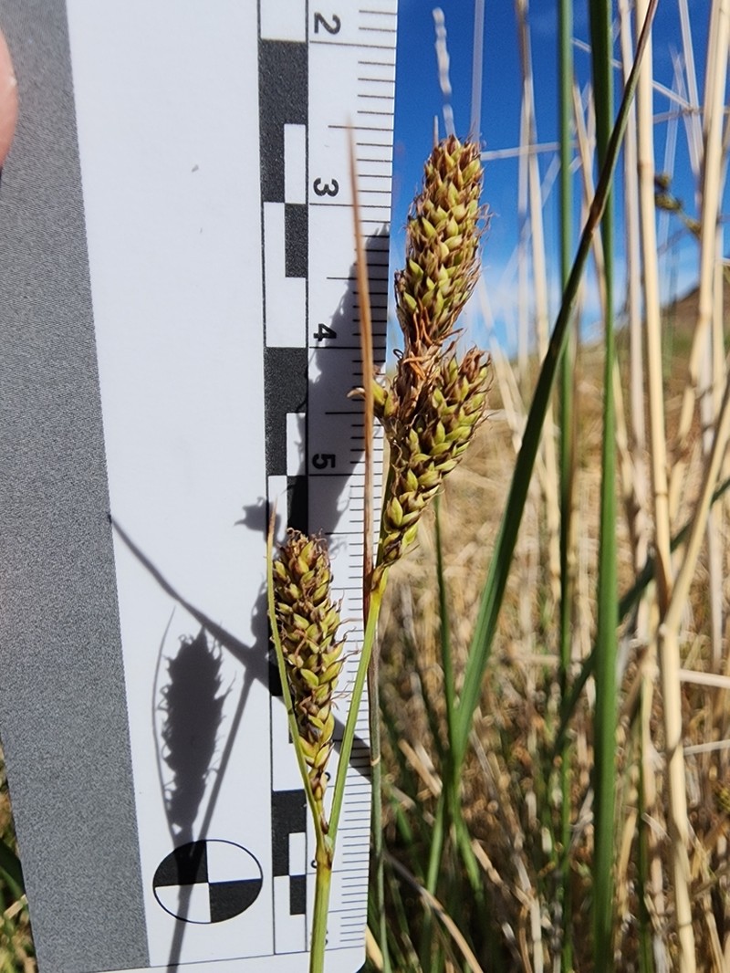 Carex utahensis photo 4