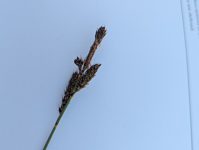 Carex utahensis photo 6