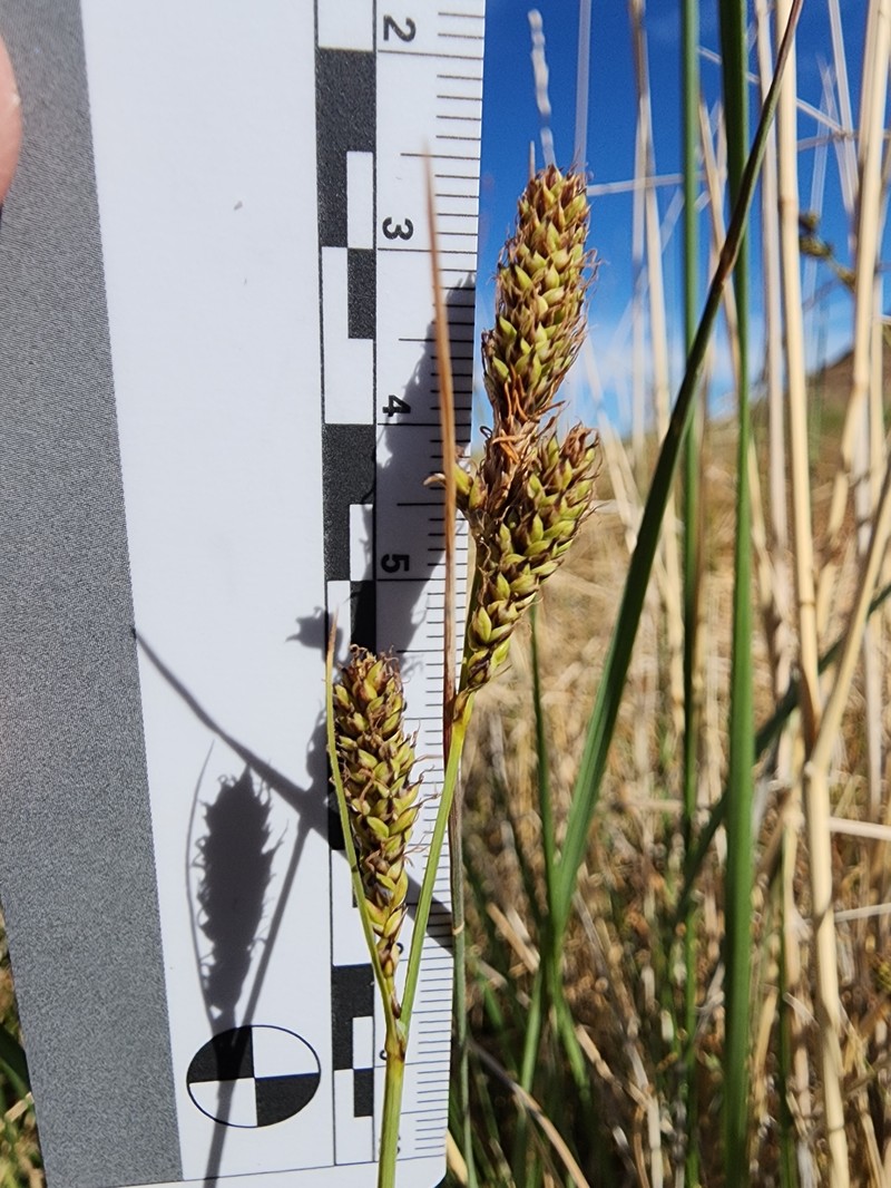 Carex utahensis photo 7