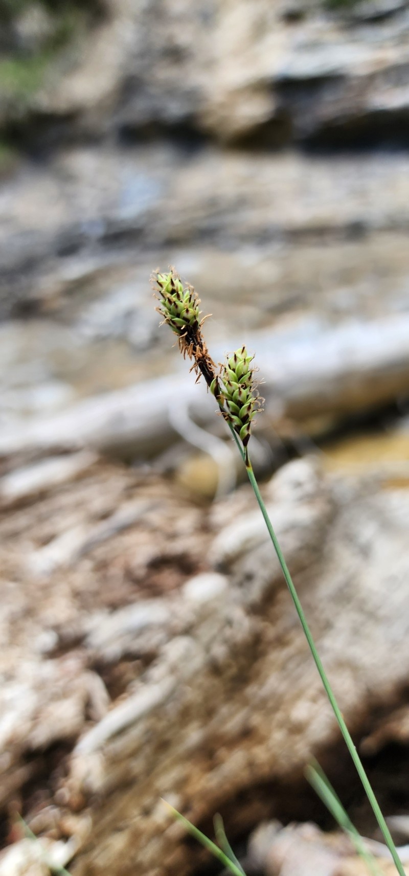 Carex utahensis photo 8