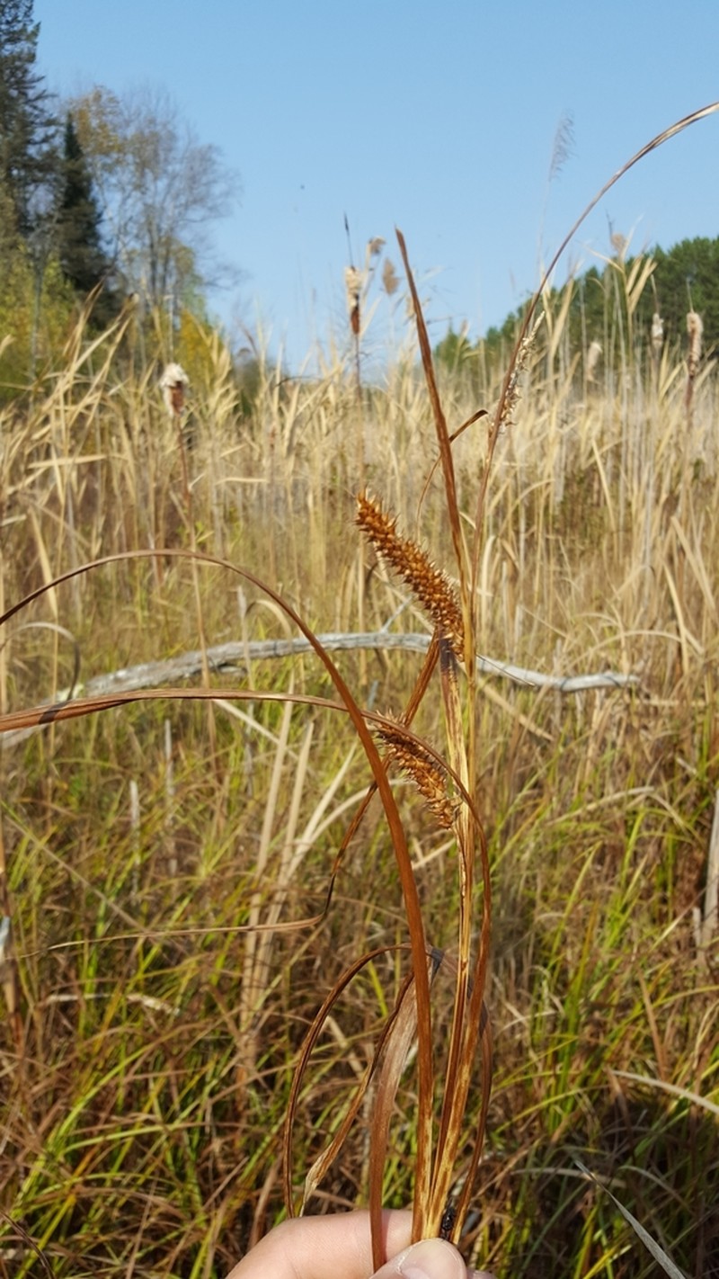 Northwest Territory Sedge