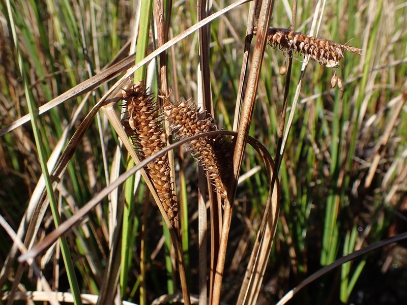 Northwest Territory Sedge photo 2