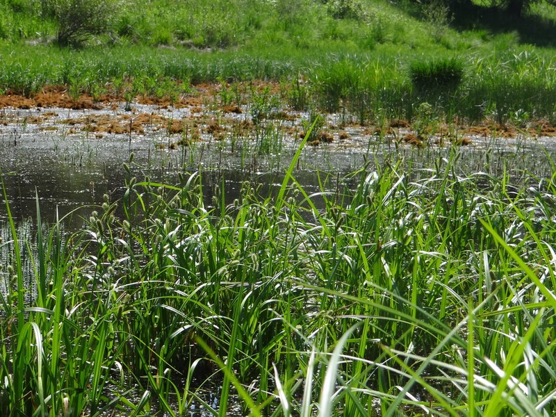 Northwest Territory Sedge photo 3