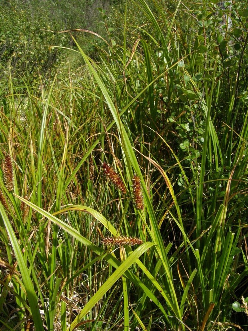 Northwest Territory Sedge photo 4