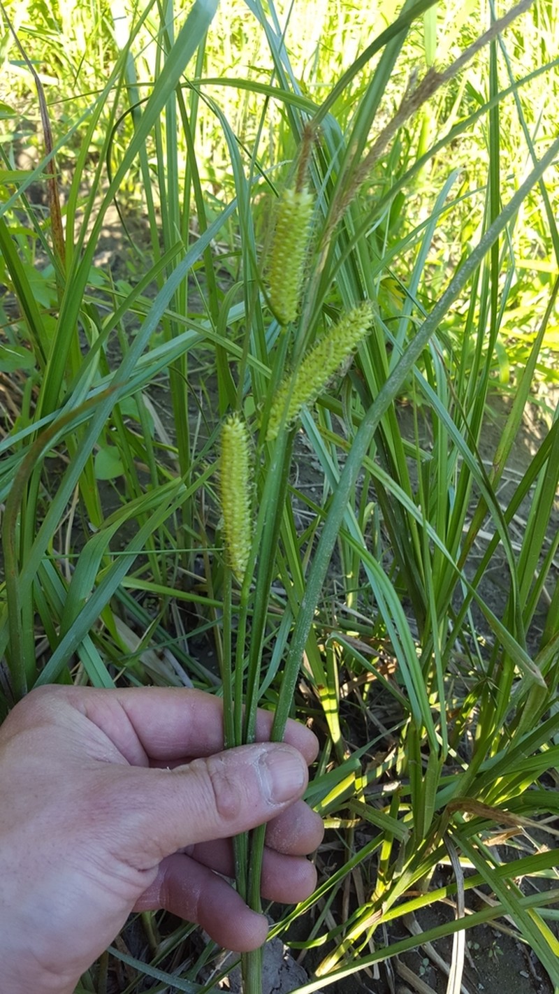 Northwest Territory Sedge photo 5