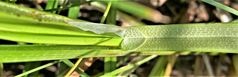 Northwest Territory Sedge photo 6