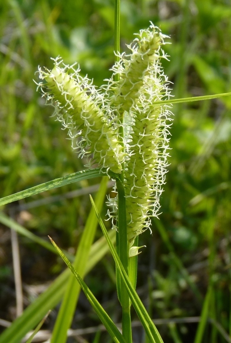 Northwest Territory Sedge photo 7