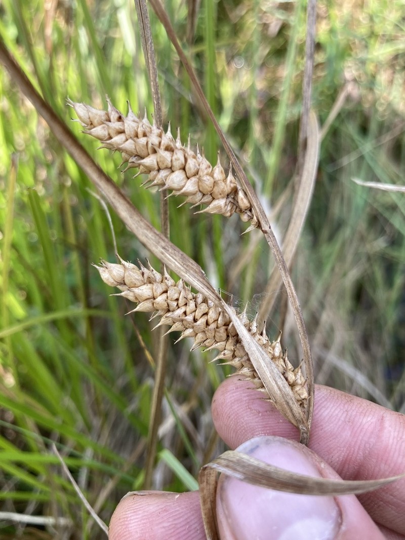 Northwest Territory Sedge photo 8