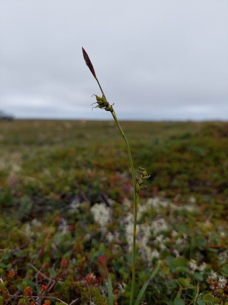 Sheathed Sedge