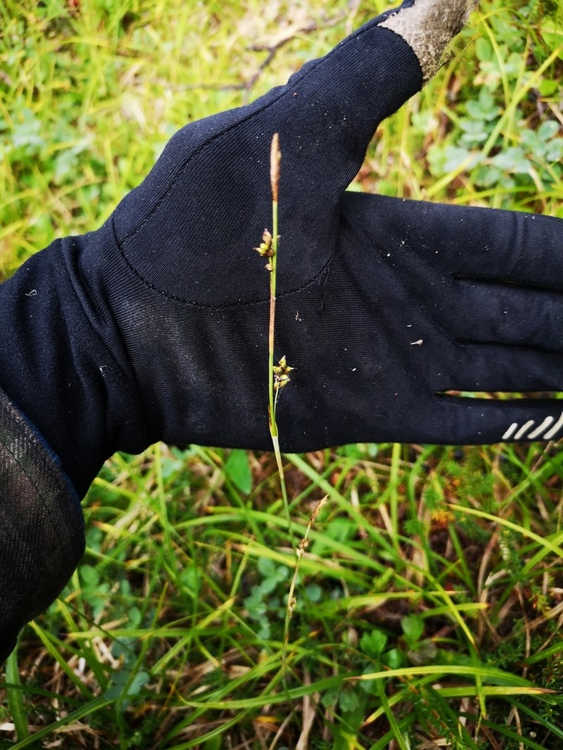 Sheathed Sedge photo 2