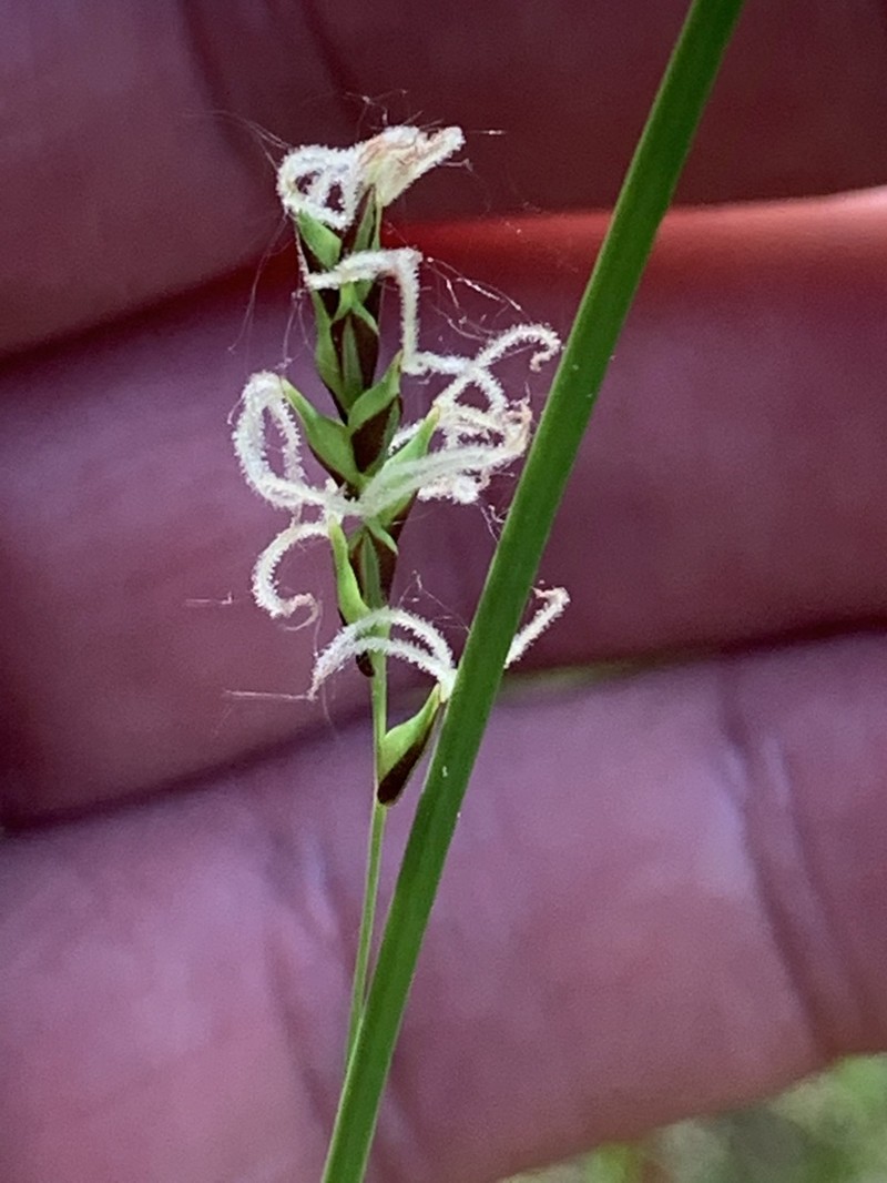 Sheathed Sedge photo 3