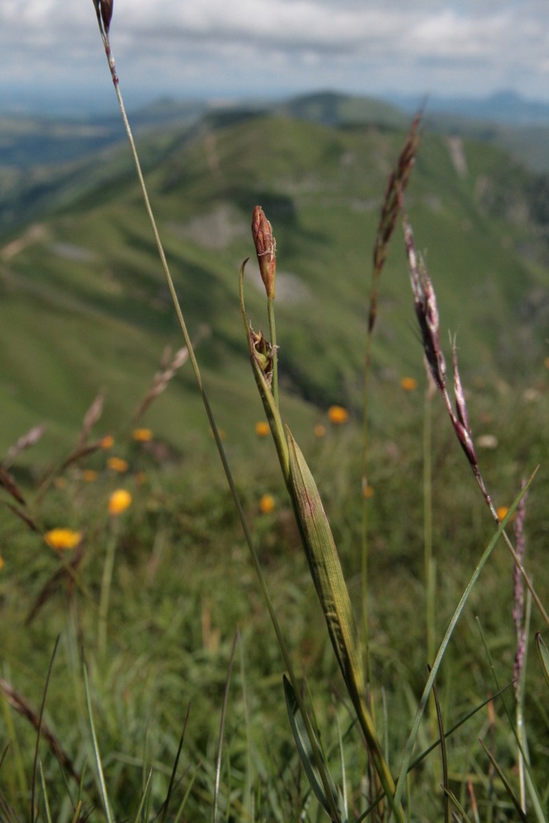 Sheathed Sedge photo 4