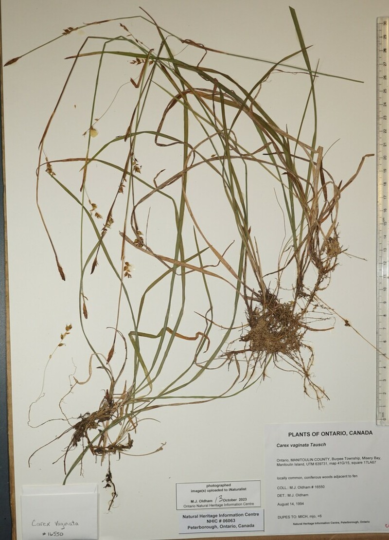 Sheathed Sedge photo 6