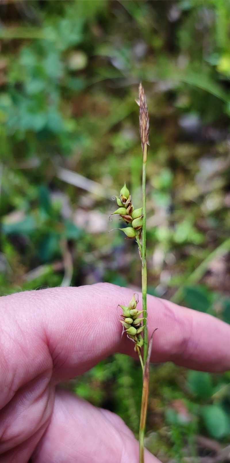 Sheathed Sedge photo 7