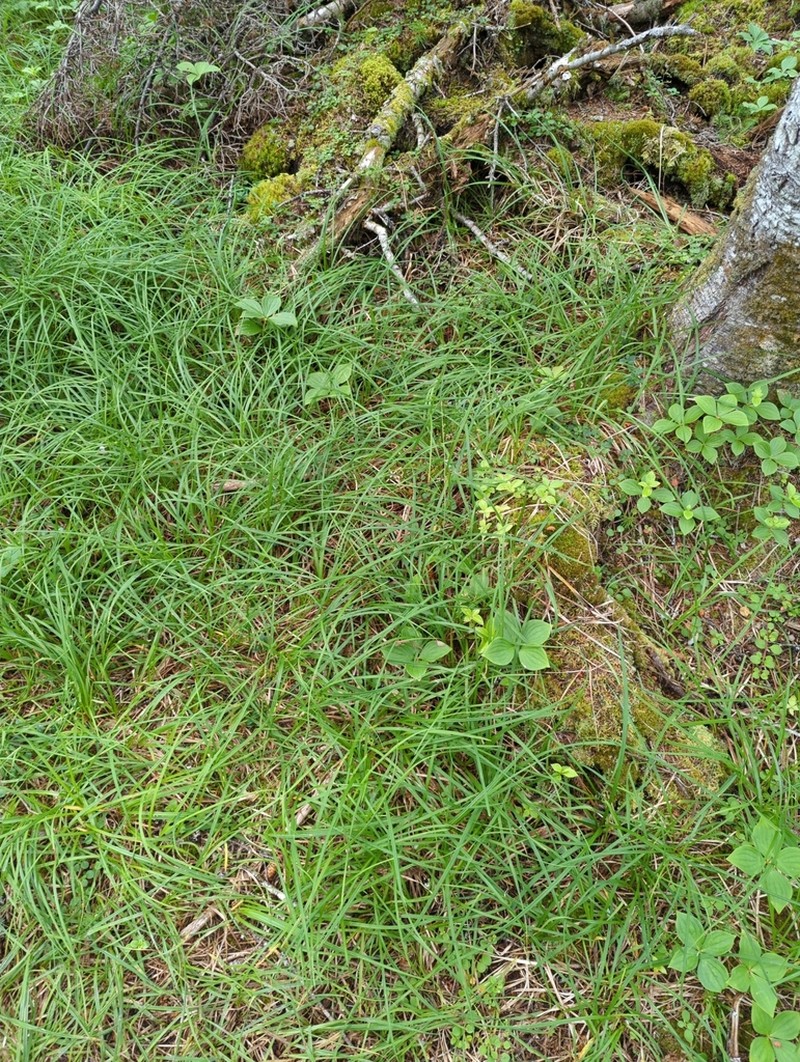 Sheathed Sedge photo 8