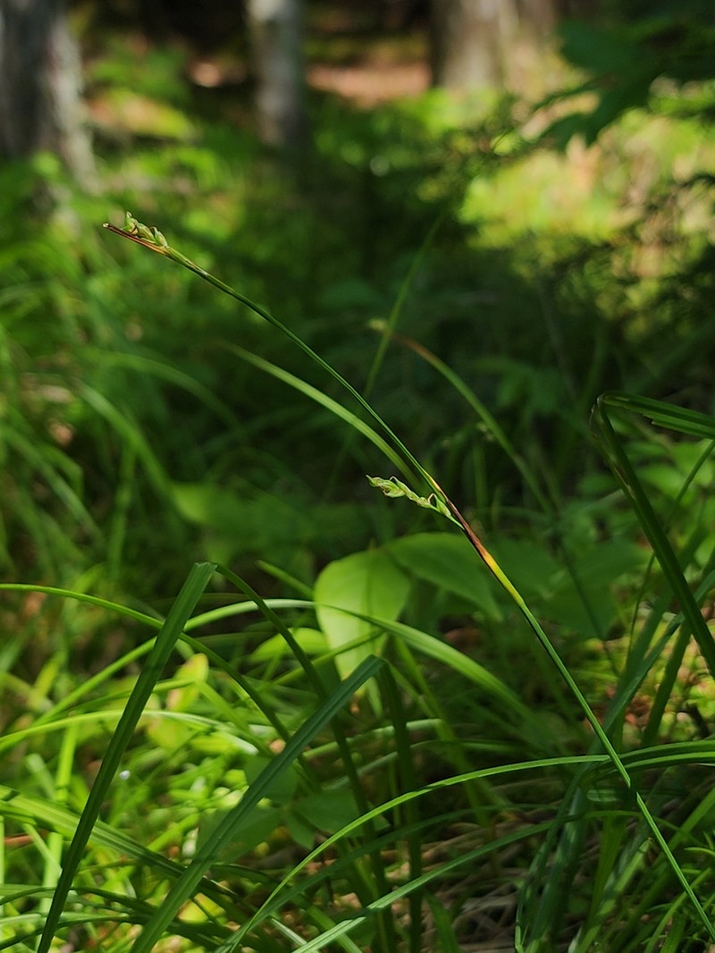 Carex vaginata var. vaginata