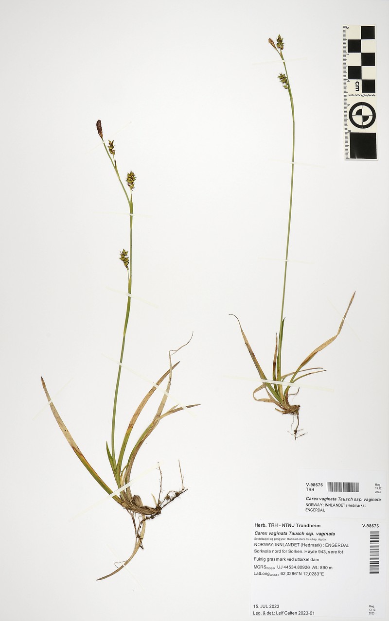 Carex vaginata var. vaginata photo 2