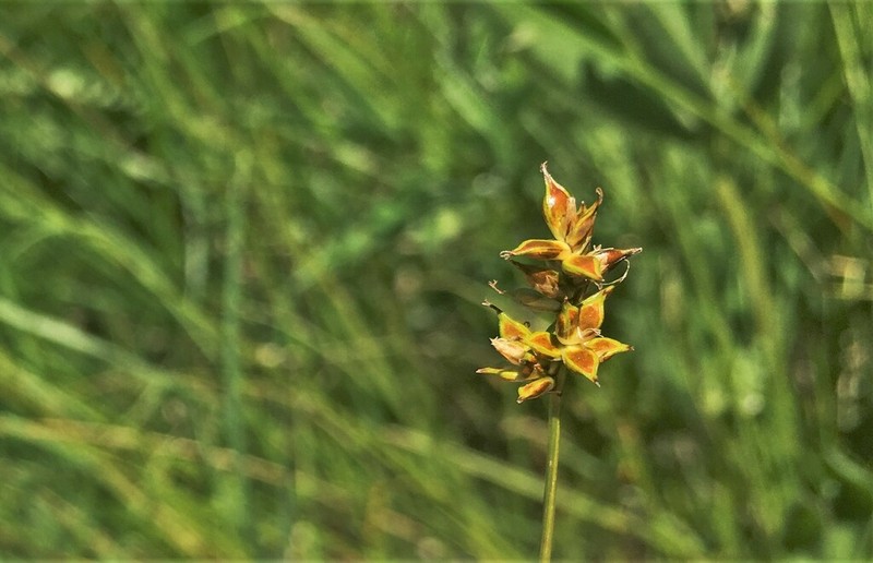 Valley Sedge