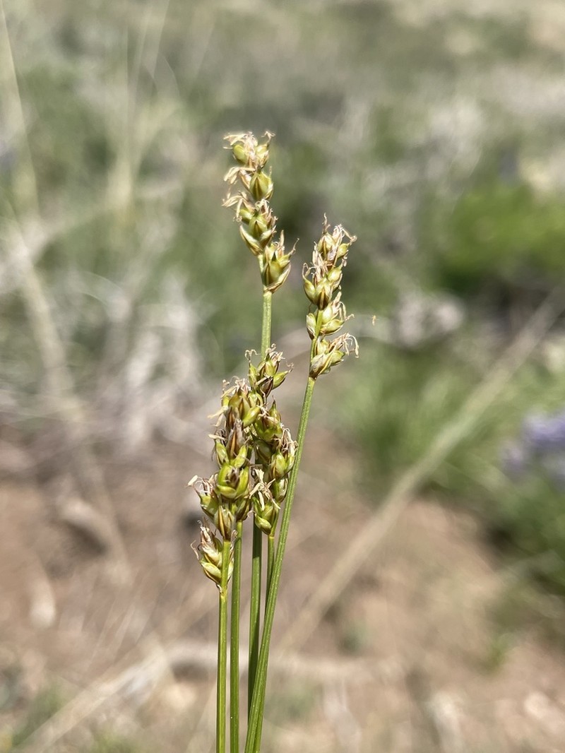 Valley Sedge photo 2