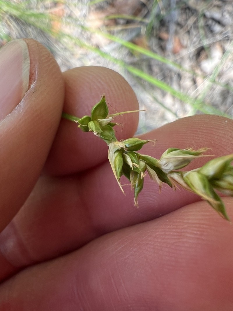 Valley Sedge photo 3
