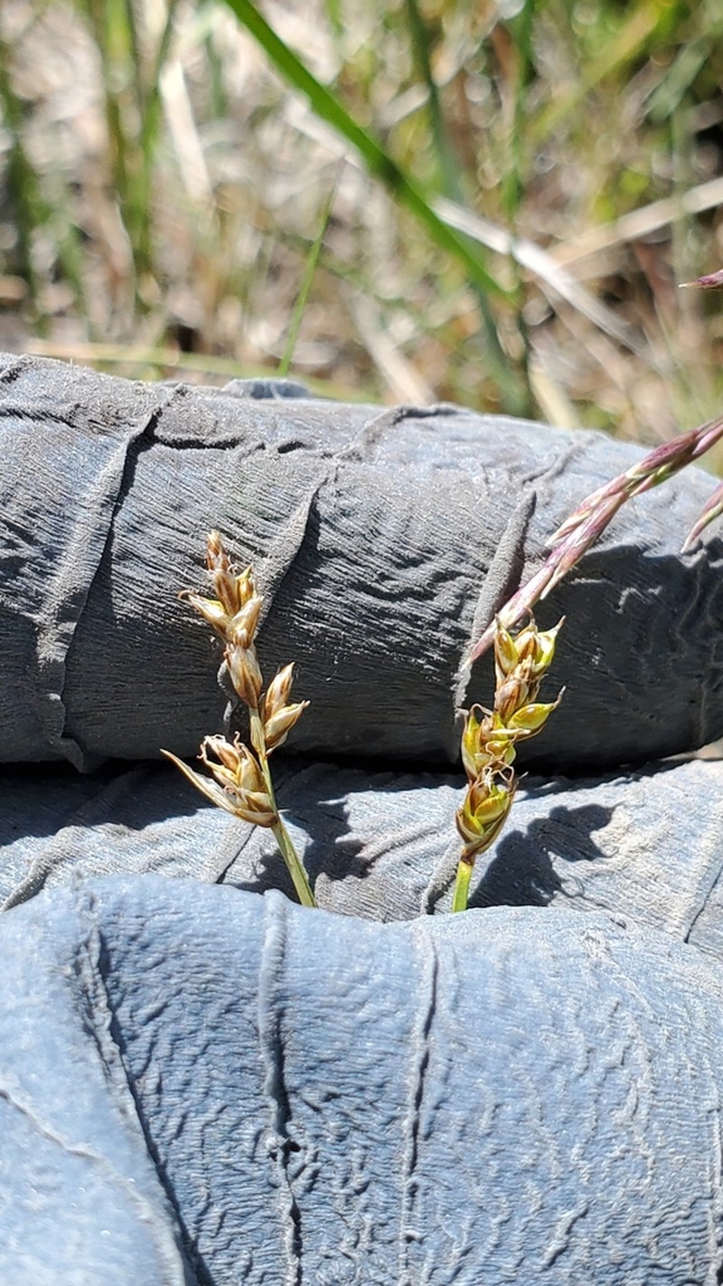 Valley Sedge photo 4