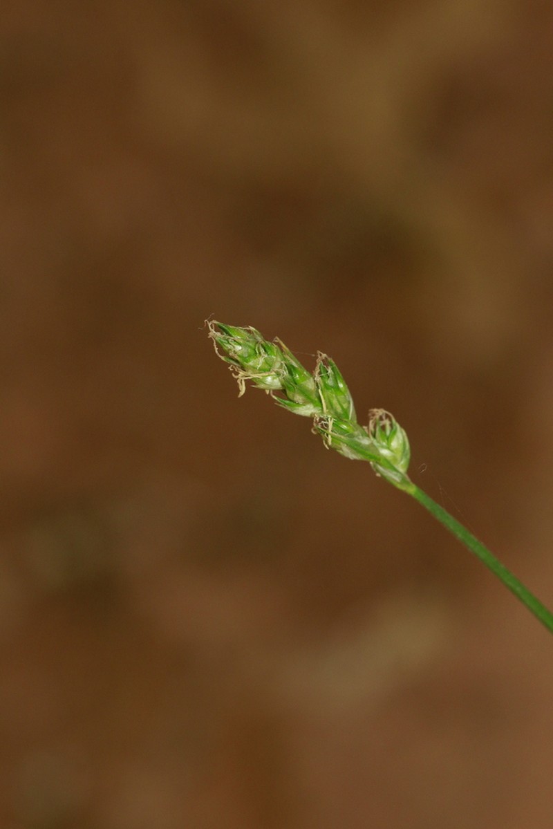 Valley Sedge photo 5