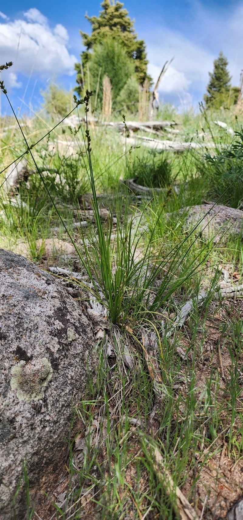Valley Sedge photo 6