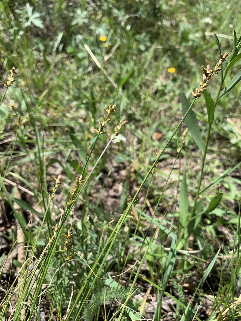 Valley Sedge photo 7
