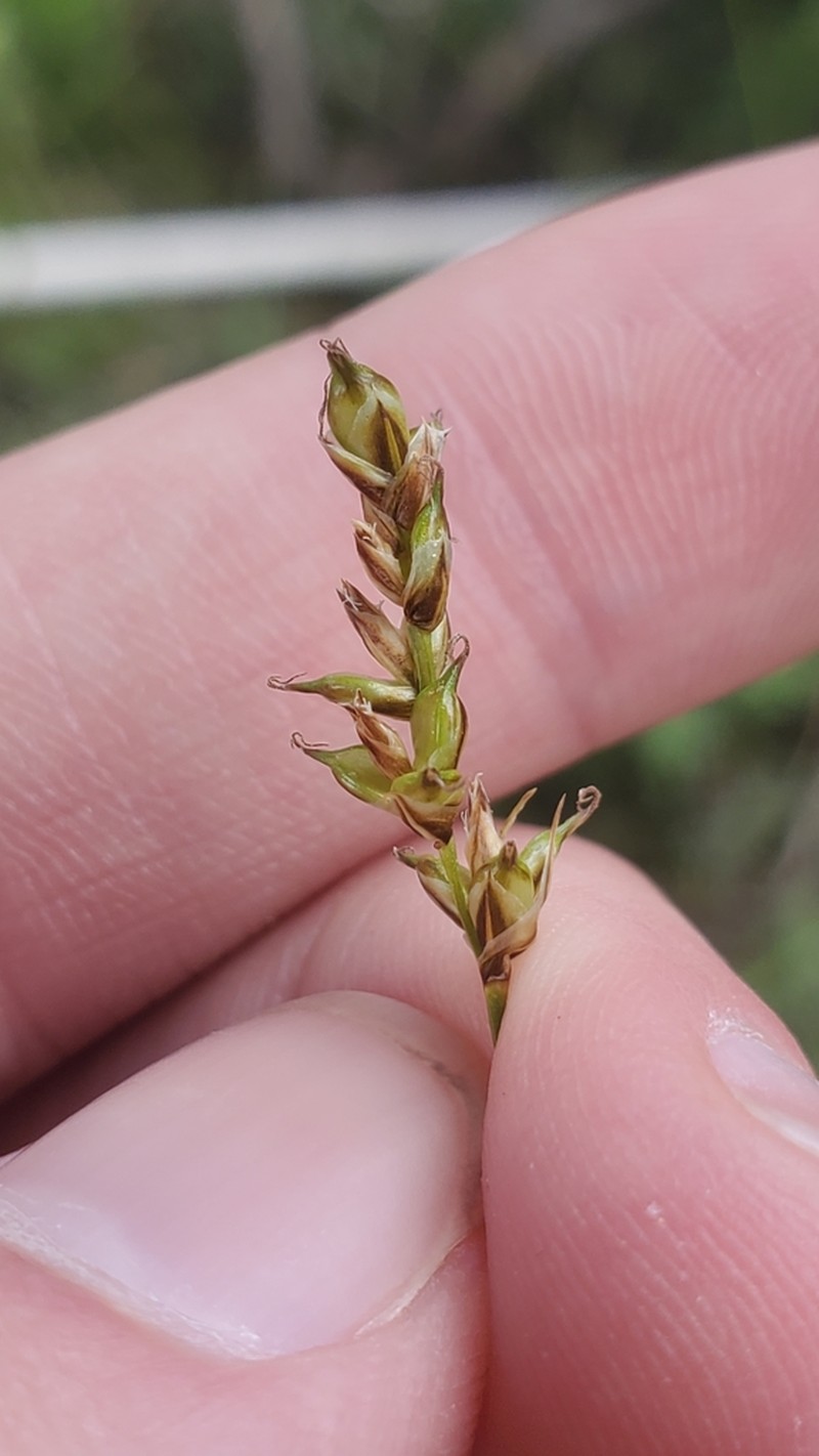 Valley Sedge photo 8