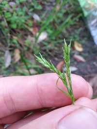 Darkgreen Sedge