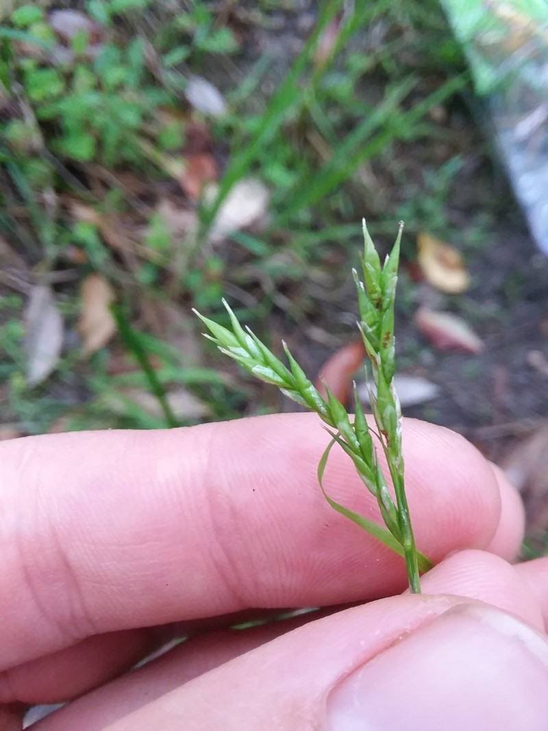 Darkgreen Sedge