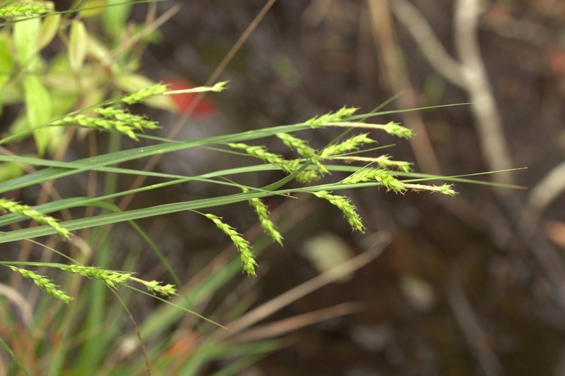 Darkgreen Sedge photo 2