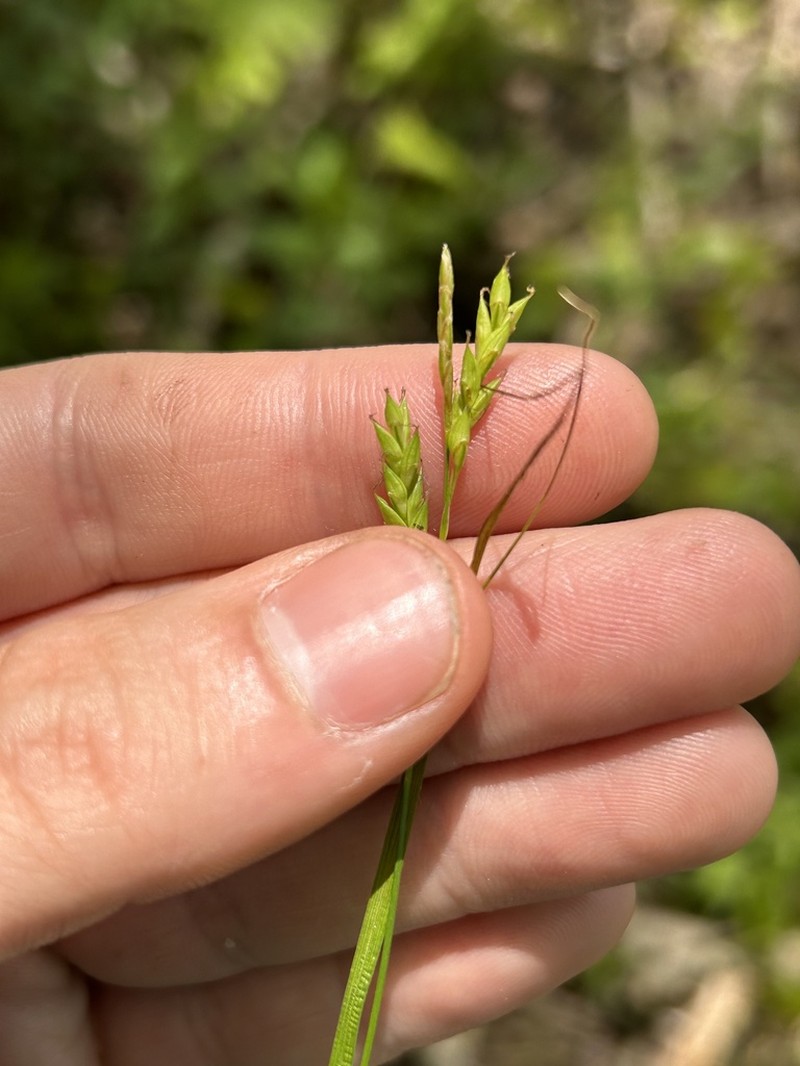 Darkgreen Sedge photo 3