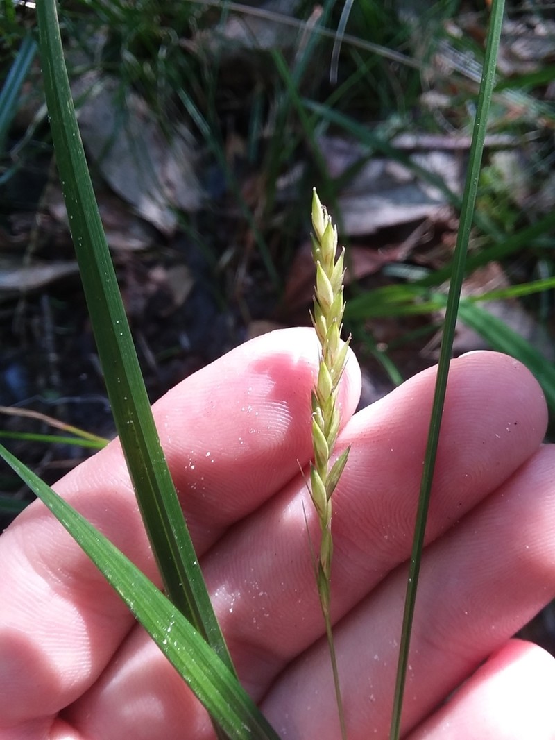 Darkgreen Sedge photo 4