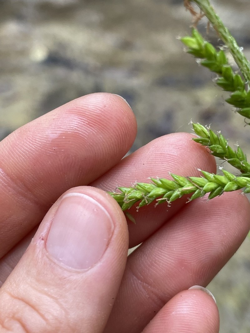 Darkgreen Sedge photo 6