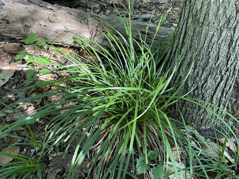Darkgreen Sedge photo 7