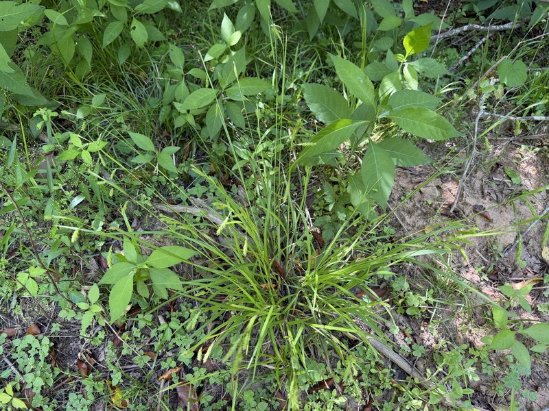 Darkgreen Sedge photo 8