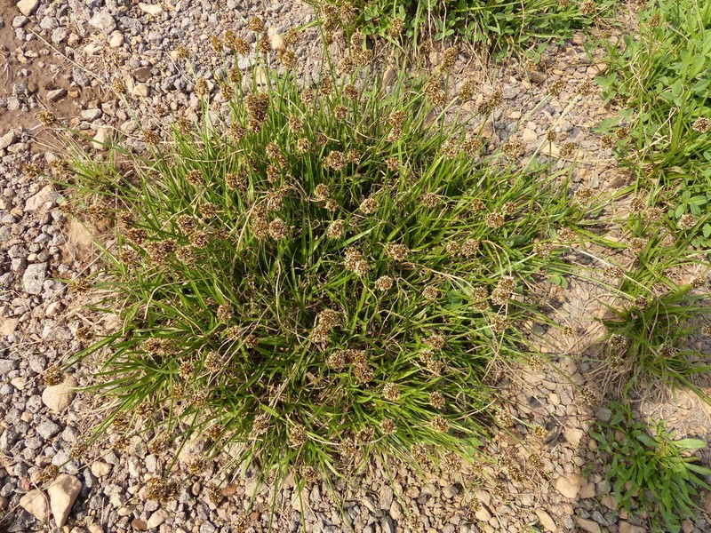 Native Sedge