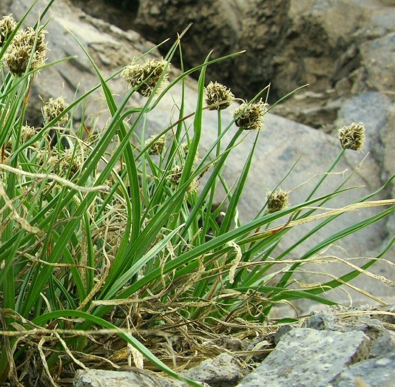 Native Sedge photo 2